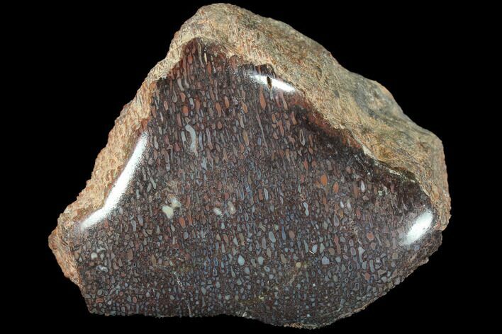 Polished Dinosaur Bone (Gembone) Section - Colorado #86826